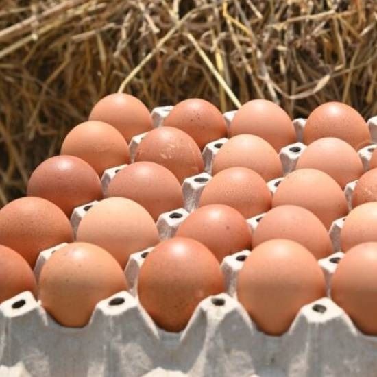 ไข่ต้มแก้บน วัดหลวงพ่อโสธร ราคาส่ง ไข่ไก่สดราคาส่ง 